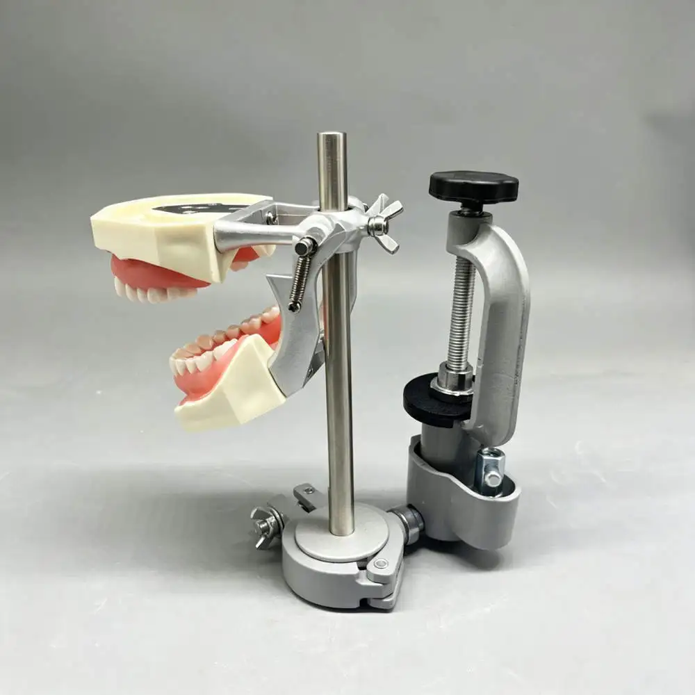 Adjustable Dental Phantom Head Simulator Typodont Model with Removable 28/32 Teeth Mannequin For Dentist Teaching Practice Study