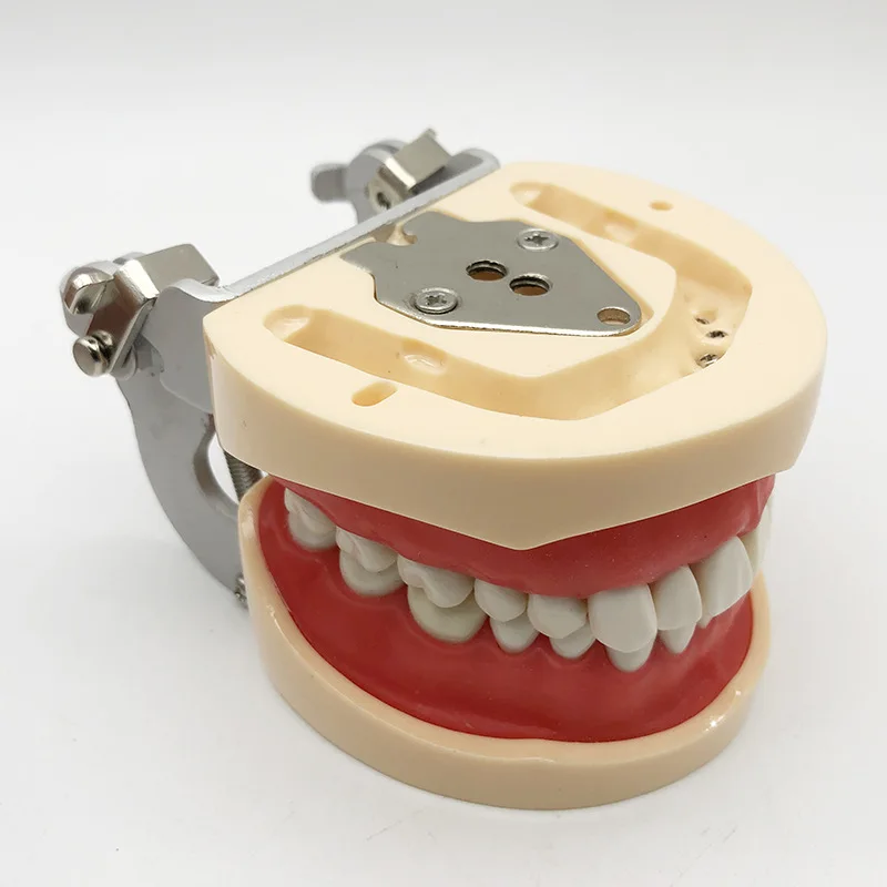 Dental Model 32 Teeth Preparation Practice Model Full Mouth Removable Teeth