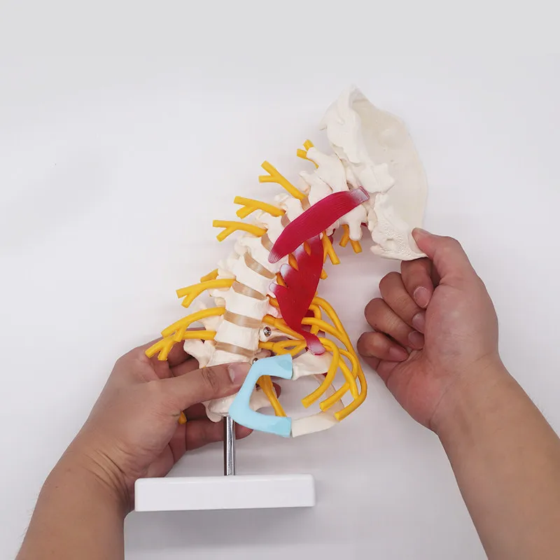 Movable Cervical Spine Anatomy Model, Muscular and Nervous System Display, Functional Medical Education Aid for Orthopedic