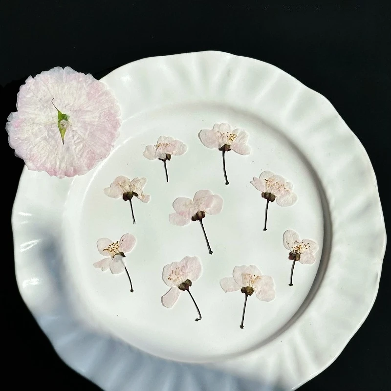 24 Stück, Natürliche Wilde Kirschblüten, Gepresste Blumen, Echte Getrocknete Blüten für DIY Epoxidharz-Handwerk, Lesezeichen, Kinder-Bastelmaterialien – Detail 2