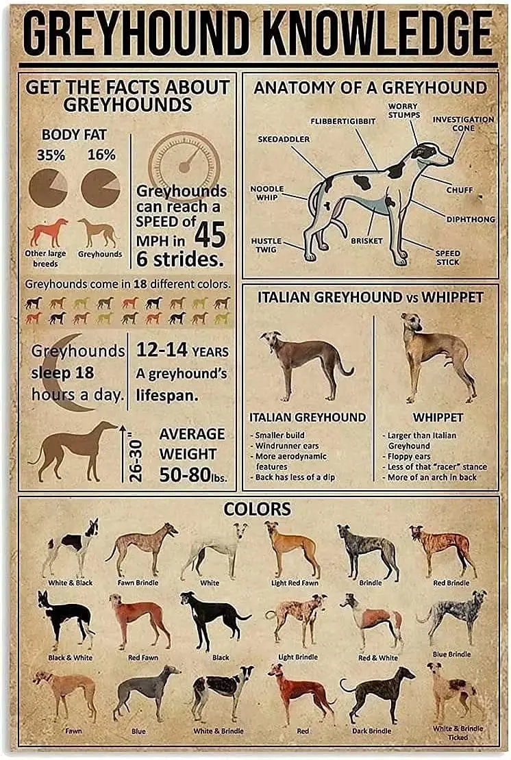 Greyhound ความรู้โลหะโปสเตอร์แถมข้อเท็จจริงเกี่ยวกับ Greyhounds Retro Tin Sign School Pet Shop Cafe ห้องนอนห้องน้ำ Wall Plaque