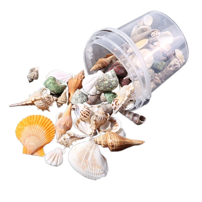 Aquarium Beach Seashells Decoration Random Sea Snail Coral Ornament