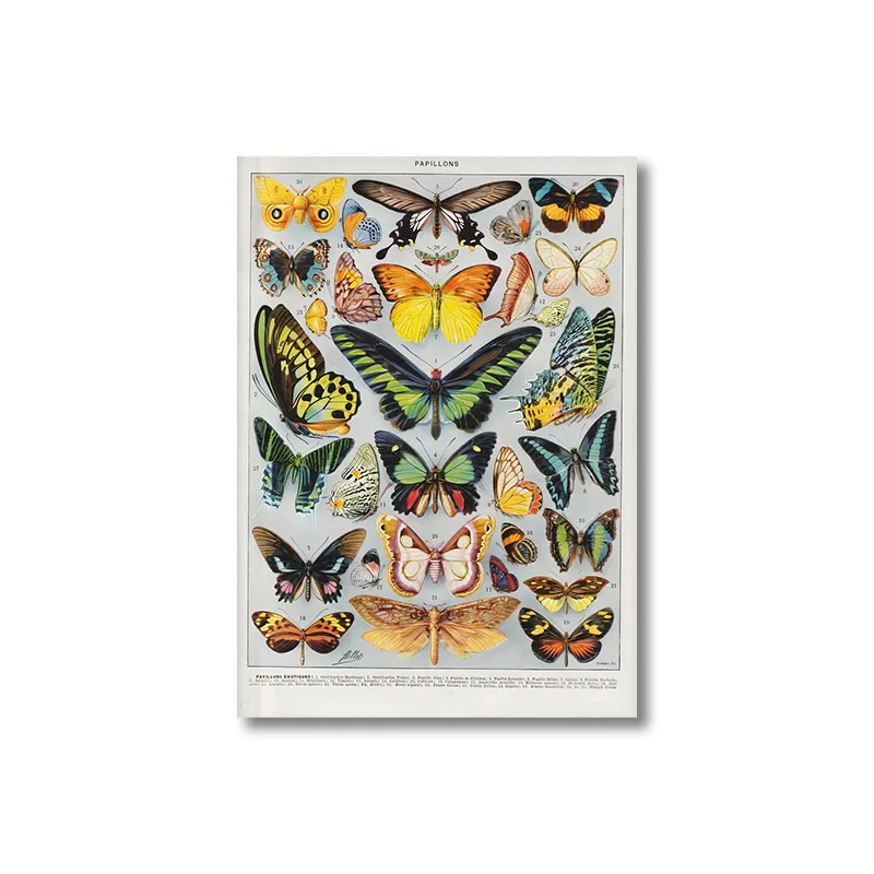 1 قطعة المشارك الجمالية خمر النباتات الحشرات الخضروات الأسماك الفراشات الفجل الفطر الأعشاب الطيور الرسوم التوضيحية ديكور المنزل