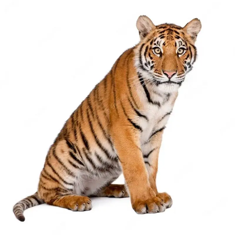 M435 heftige alte Tiger Tier Wanda uf kleber Toilette Wohnzimmer Schrank Kühlschrank Home Dekoration Aufkleber Aufkleber – Detail 5