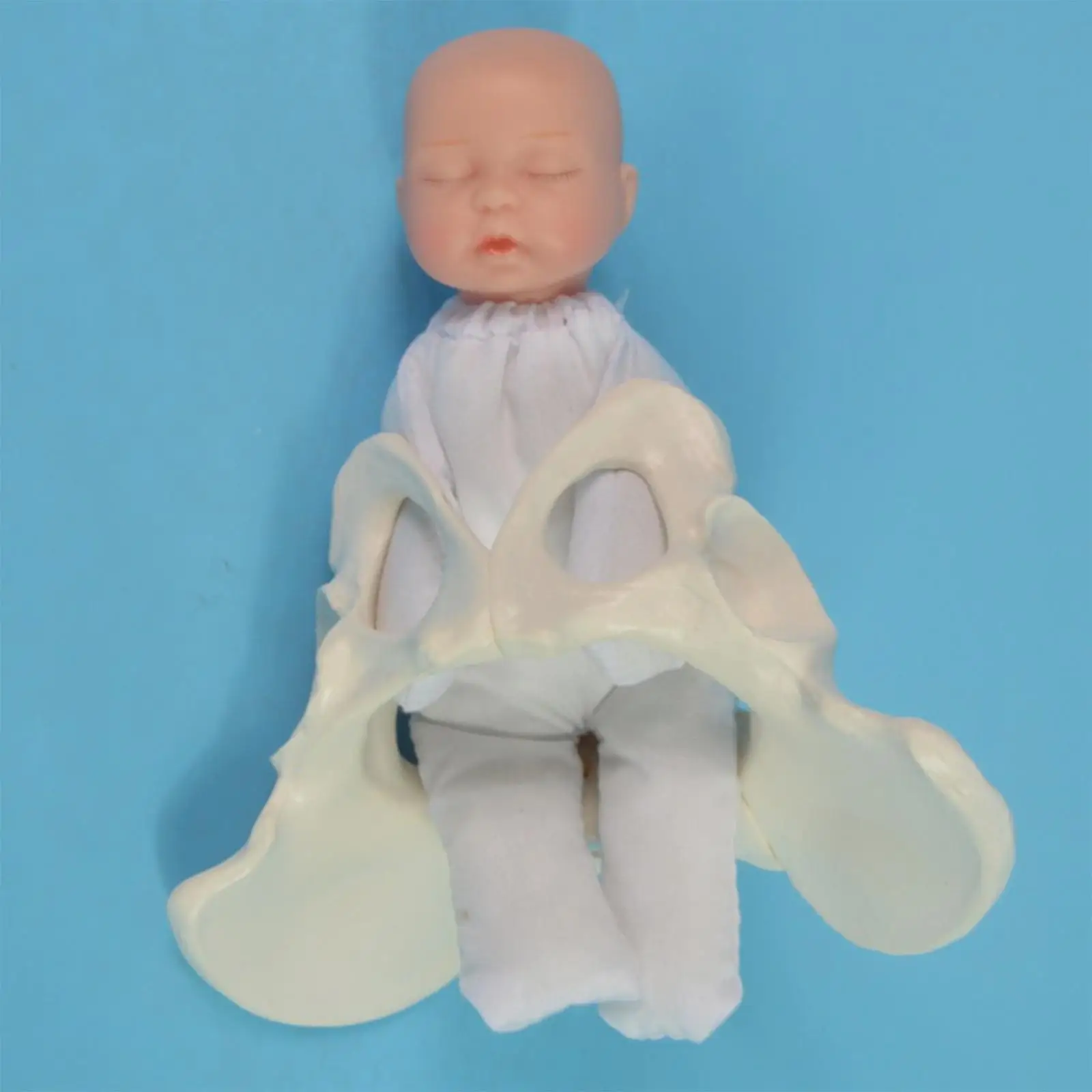 

Life Size Female Pelvis Model Anatomical Model for Science Education Display