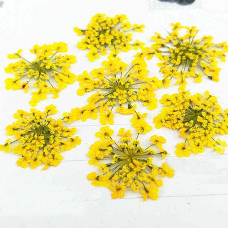 Real Pressed Flowers for DIY, Minoan Lace, Handmade Material, Specimens,14 Bags,168 PCs