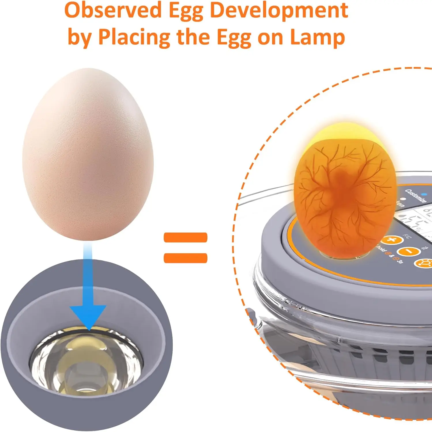 حاضنة أوتوماتيكية للحيوانات الأليفة، حاضنة 12 بيضة، مزودة بضوء البيض، مناسبة للحيوانات الصغيرة والدواجن والطيور وما إلى ذلك