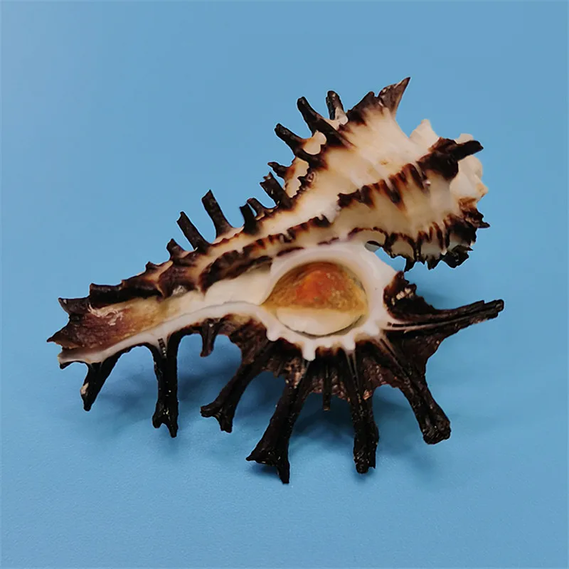 Homalocantha scorpio,Natural rare conch shell, black ginkgo bone snail