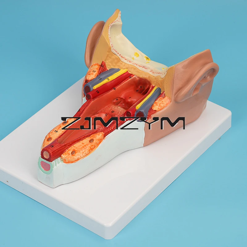 

Pharyngeal Wall Muscle Model PVC Material Biological Teaching Model Pharyngeal Cavity Teaching Model