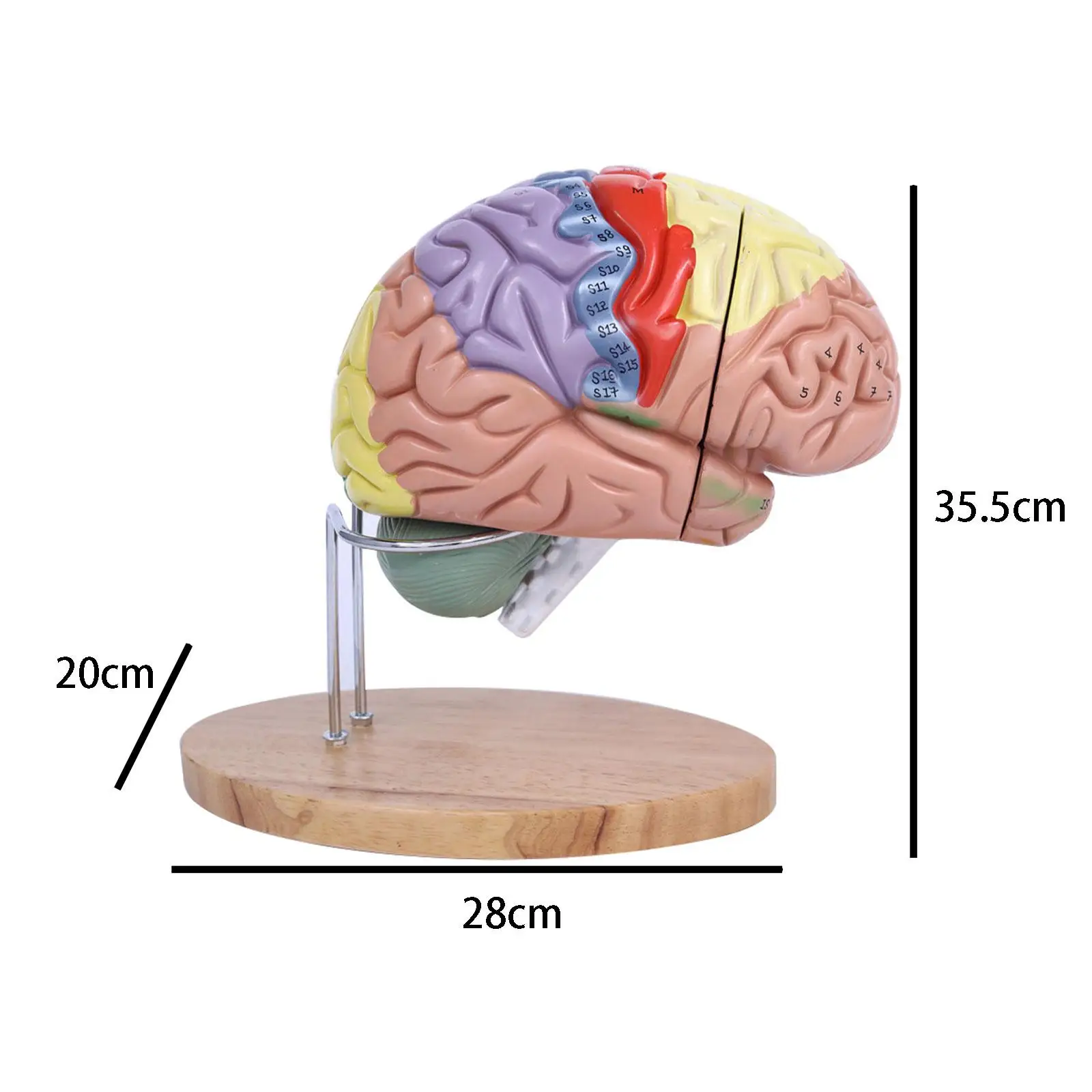 Human Brain Model Anatomically Accurate Brain Model for Teaching Study