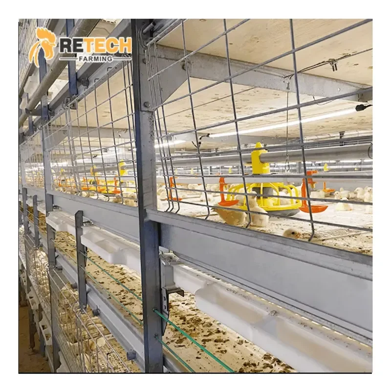 H Type Hot Dip Galvanized Steel Broiler Chicken Cages for Sale for Chicken Farming Automatic Feeding Machine