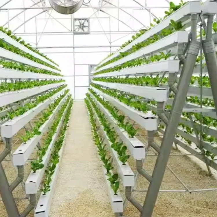 Agricultural Greenhouses Aeroponics Lettuce Hydroponics System Vertical  Vertical Growing Racks Nft System Hydroponic