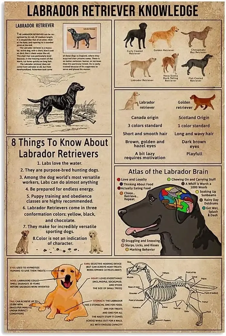 Youpinnong Metal Knowledge Signs Plaque en métal Labrador Retriever, 8 choses à savoir sur les Labrador Retrievers, style rétro