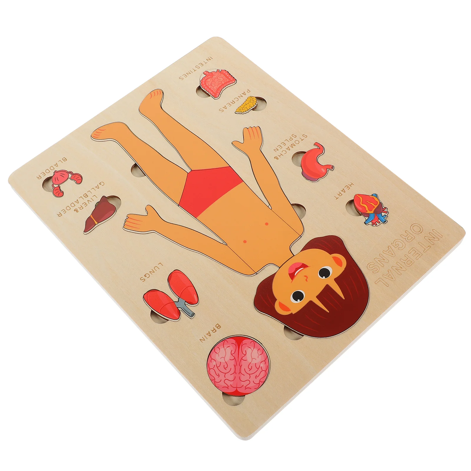 Human Body Structure Puzzle Parts Organs Puzzles Wood Model Child