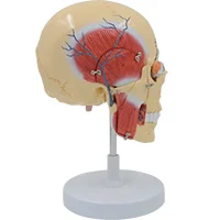 

Masticatory Muscle Model Medical Science Human Masseter Anatomy Simulator Teaching Aids for Medicine College Biology and Hospita