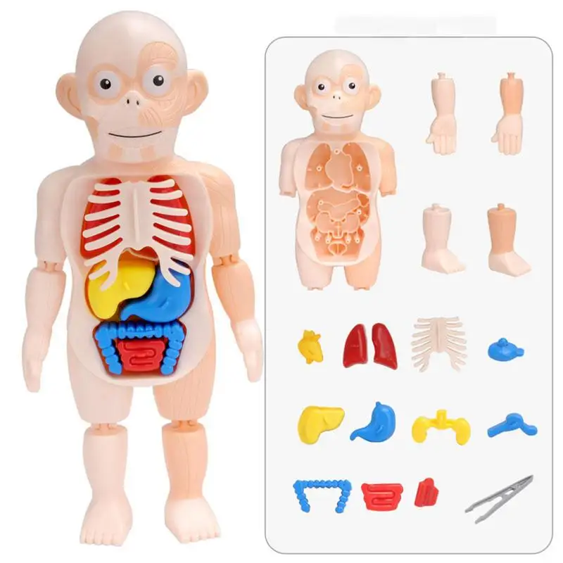 15pcs Removable Human Torso 3D Human Body Structure Teaching Kid Educational Toy For Children Teenagers