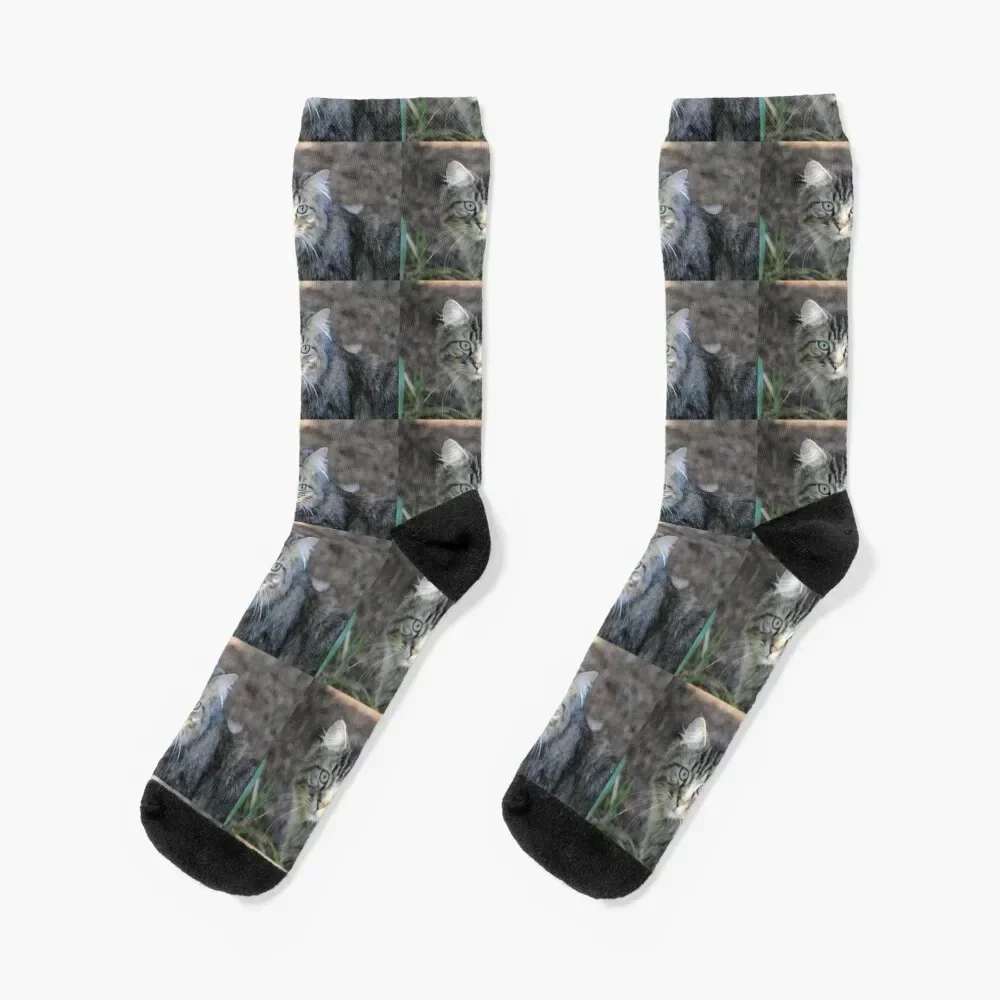 

Tabby Cat Socks basketball compression hiphop winter thermal Girl'S Socks Men's