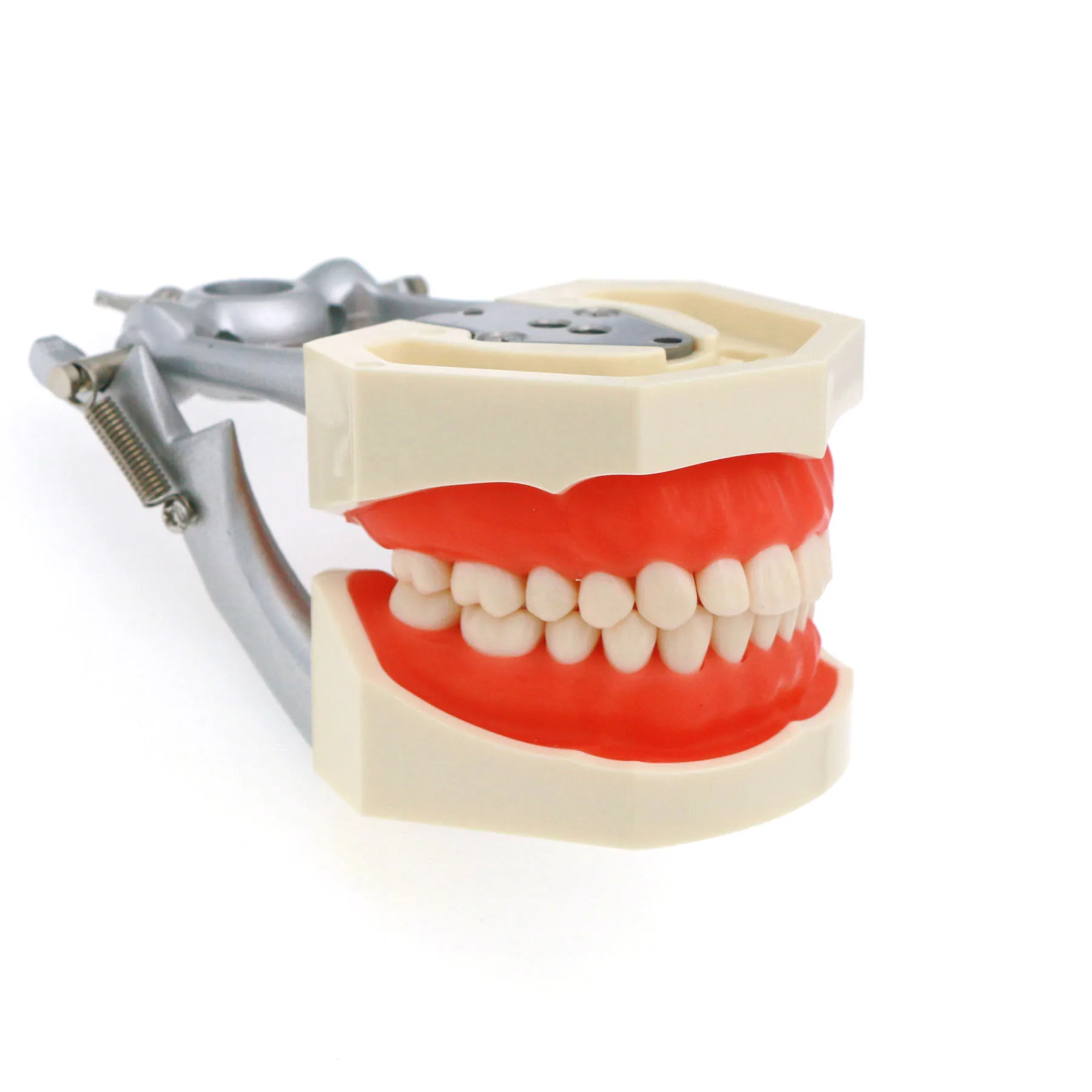 Kilgore Nissin 500 typ Dental Typodont Model 28 szt. Zęby wymienne wkręcane