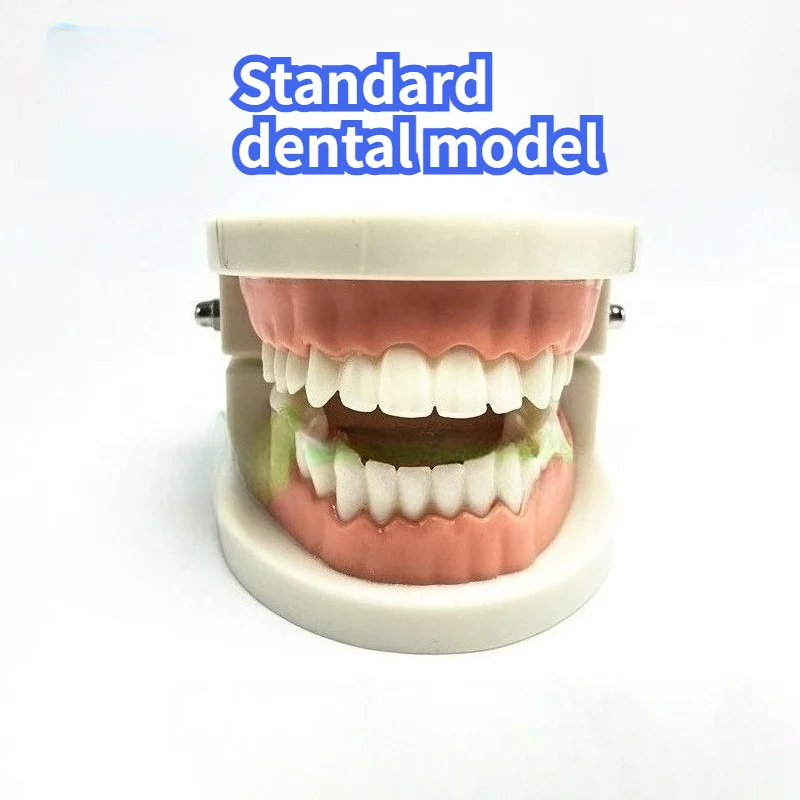 3PCS / Set Oral Materials Practice Resin Tools Dental Model Practice Interdental Tooth Model Laboratory Equipment Teaching Aids
