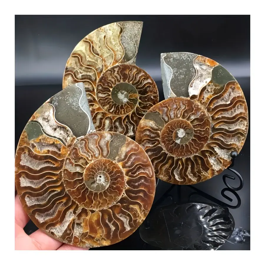 

1pc Rare Ammonite Conch, Quartz Crystal, Chrysanthemum Conch, Home Decoration, DIY Accessories，Christmas and Halloween gifts