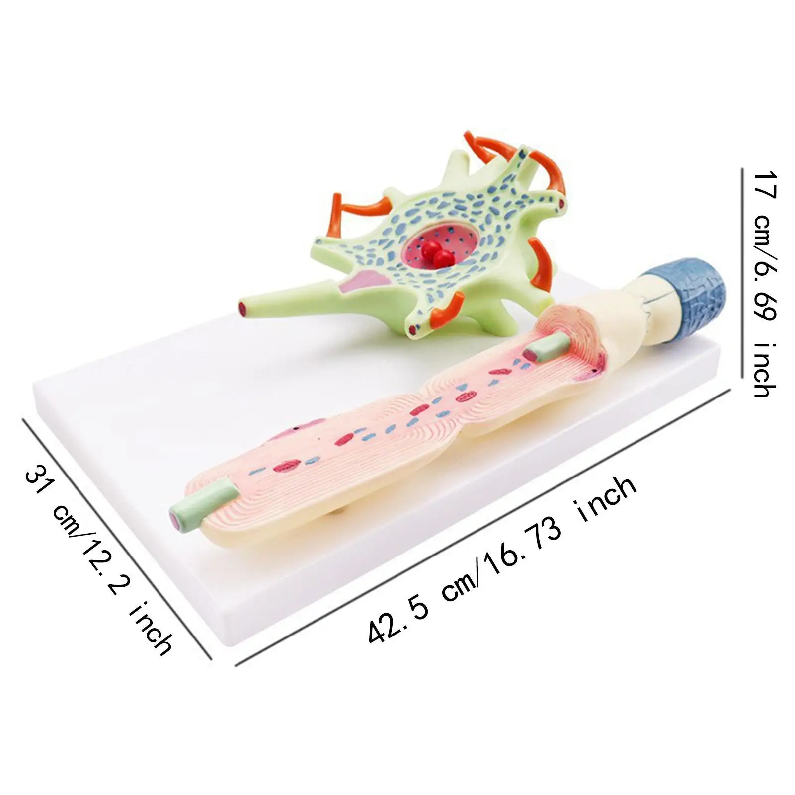 แบบจําลองการขยายสัญญาณ Neuronal Model สําหรับสํานักงานแสดงผลเดสก์ท็อป