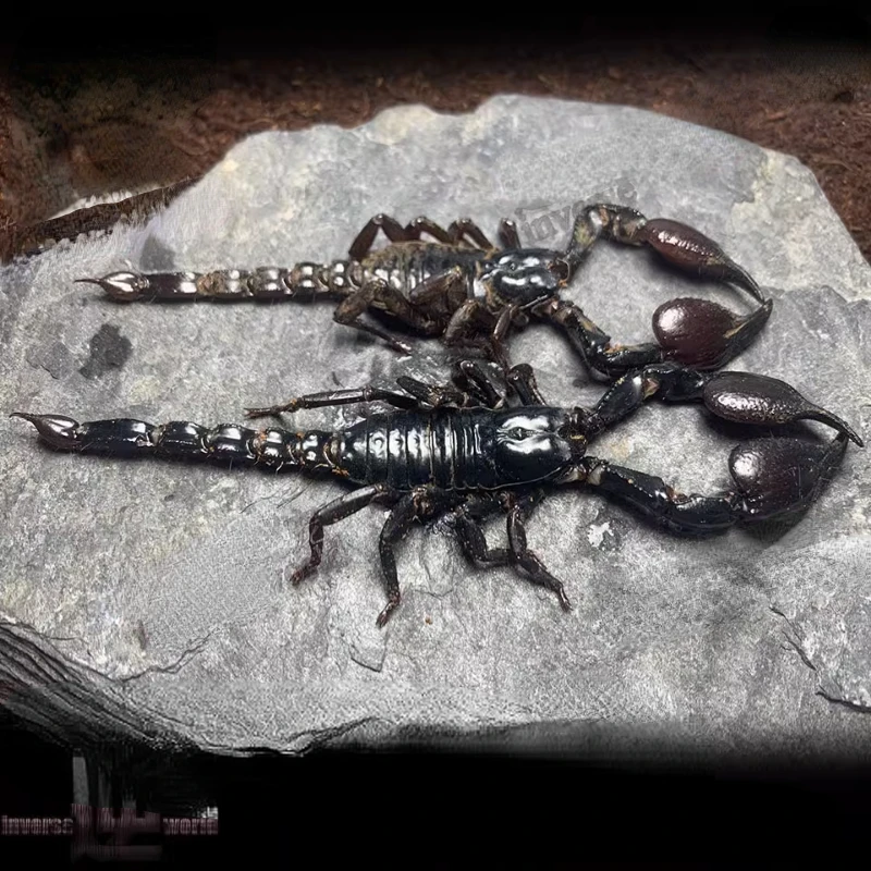 Real Insects Scorpion Spider Spade Beetle Specimen Teaching Research  DIY Crafts Exhibition Collection Living Room Decoration