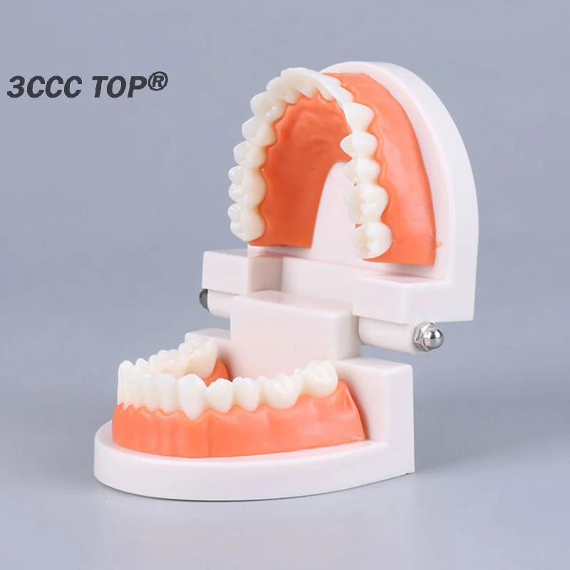 1PCS Standard Teeth Model Adult Standard Typodont Demonstration Denture Model For Student Dental Teachig Clean Display