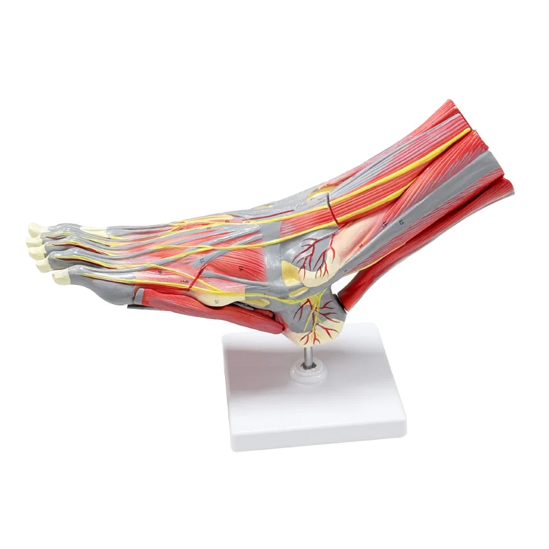 

Anatomical medicine teaching tool attached to the main blood vessels and nerves of the foot muscles