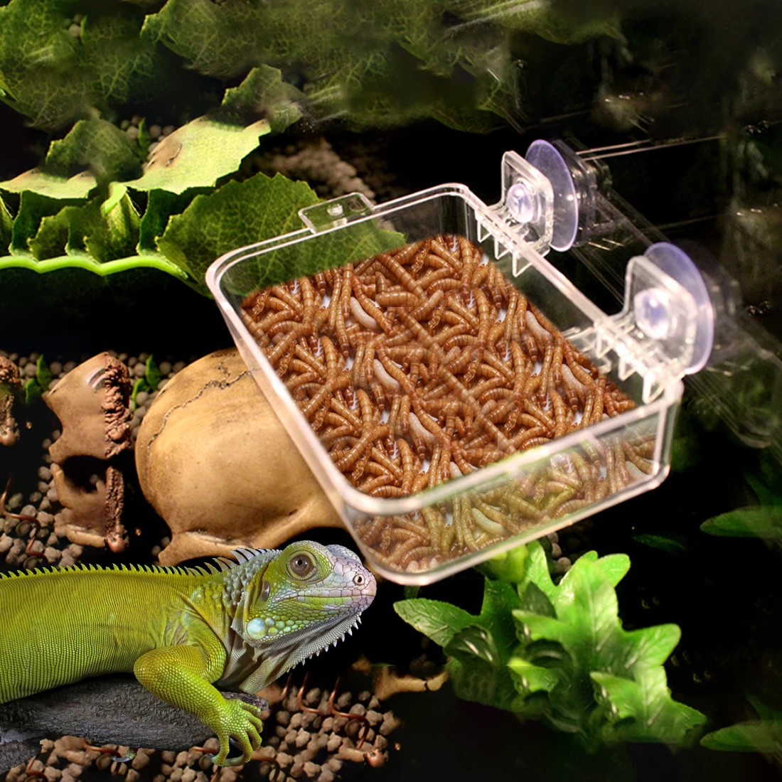 Reptile Feeding Bowl 6