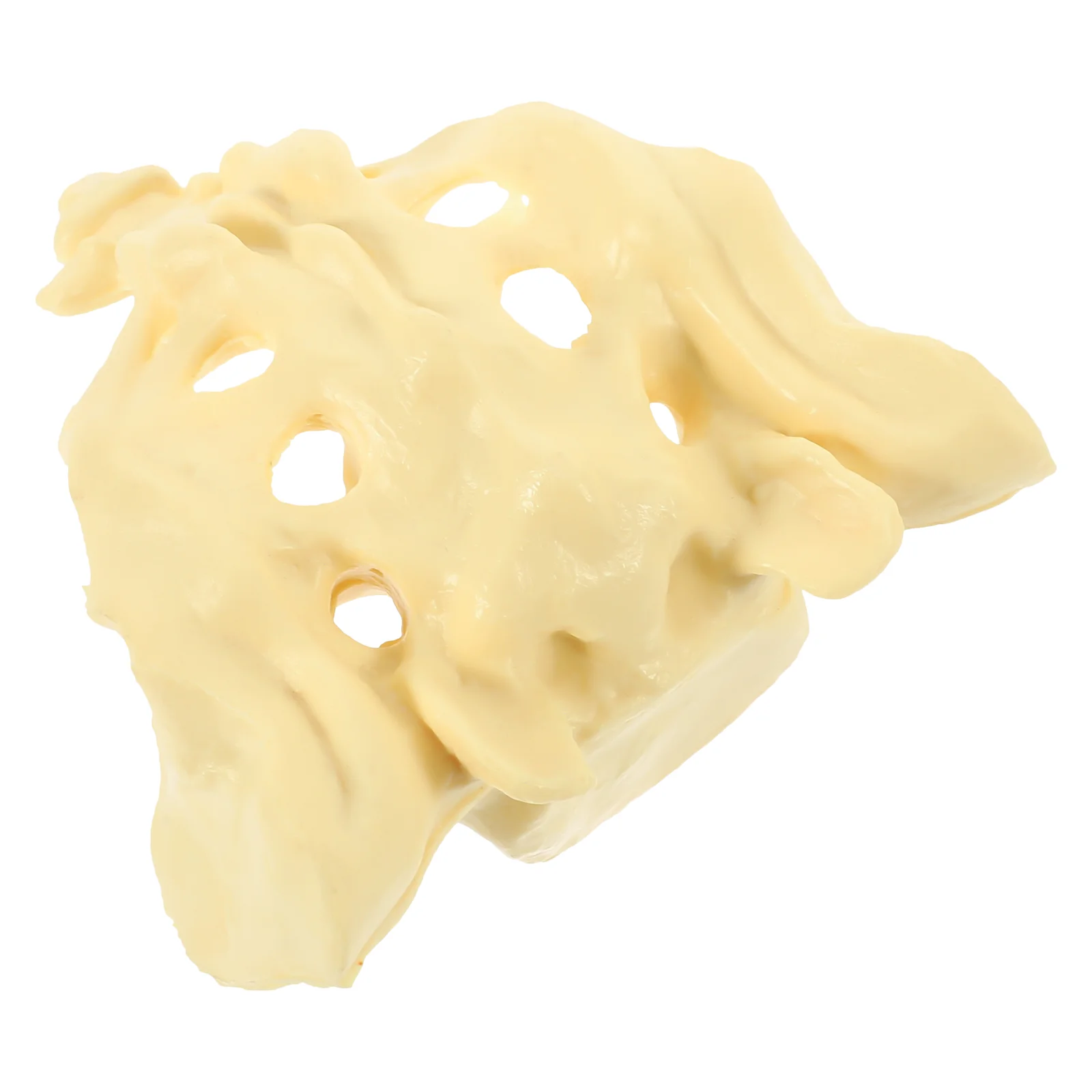 Healthy Sacrum PVC Material Model Human Body Smooth Surface Anatomical Anatomy Medical