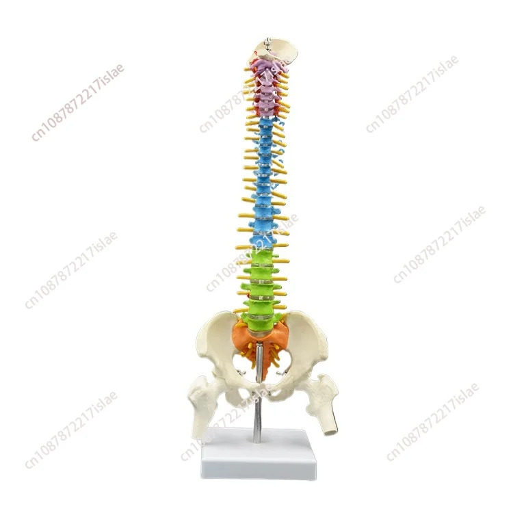 45Cm with Pelvic Human Anatomical Anatomy Spinal Column Model Teaching Resources for Students