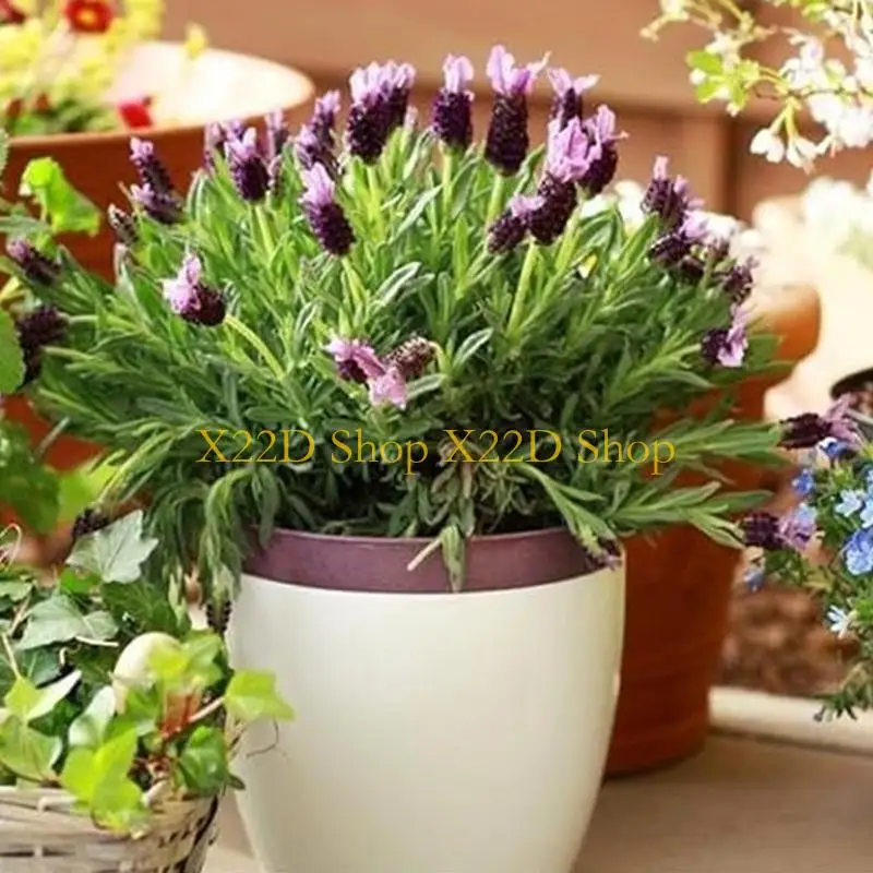 X22D Decorative Garden Bird Bath Heavy Duty Ceramic Safe Outdoor Water Dish 27cm