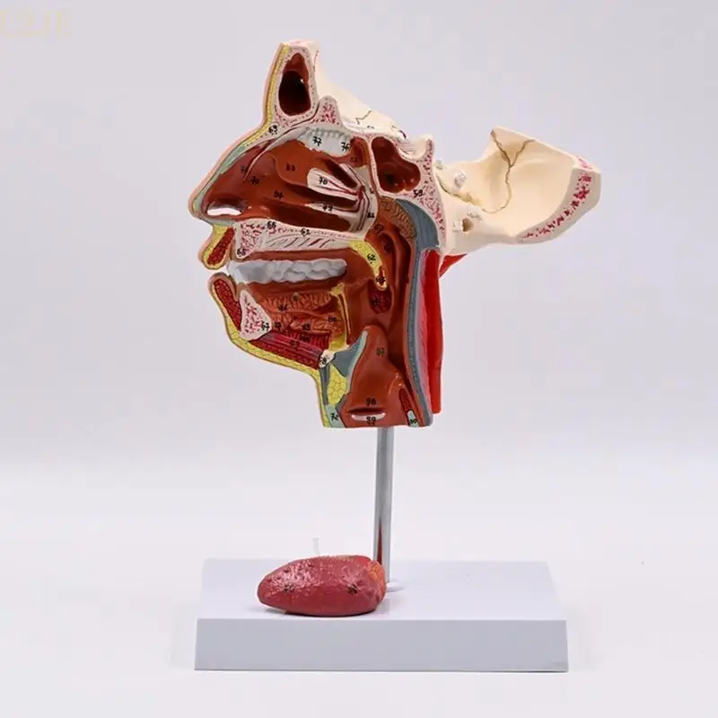 แบบจำลองทางกายวิภาคของมนุษย์ U2JE