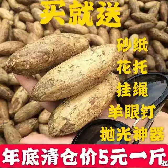 Thousand-eyed Bodhi Seed Raw Material, Fat Fruit Buddha Heart  Press jack to handle green single old material