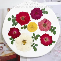 60pcs Pressed Dried Red Yellow Pink Rose Flower Plants Herbarium For Jewelry Bookmark Scrapbook Phone Case Candle Lampshade DIY