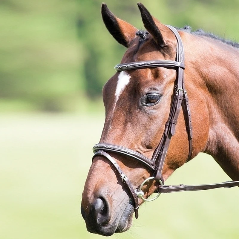 High Quality Equestrian Reins Cowhide Leathter Head Collars Brown Color Halter Black Color Horse Riding Halter