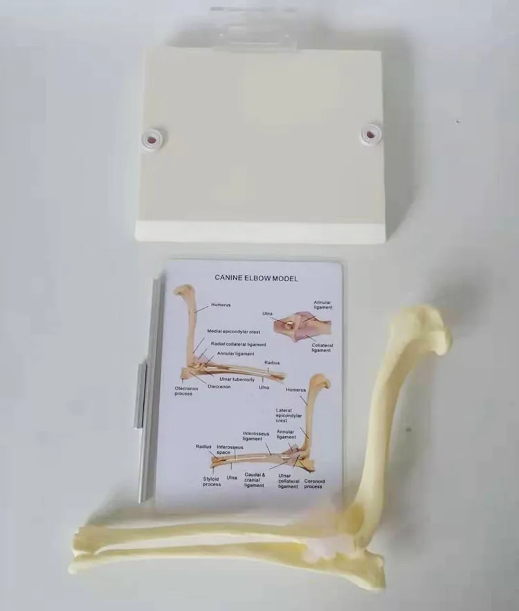 Canine Elbow Joint Skeleton Anatomical Model Animal Veterinary Teaching Demonstration Model for Pet Medical Education