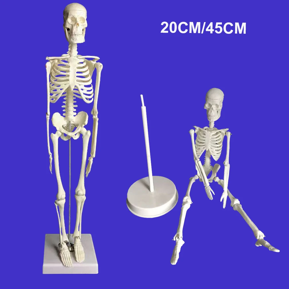 의료 인간 해골 모델, 제거 가능한 해부학 해부학 학습 보조, 소매 할로윈 마네킹 과학 도구, 20cm, 45cm