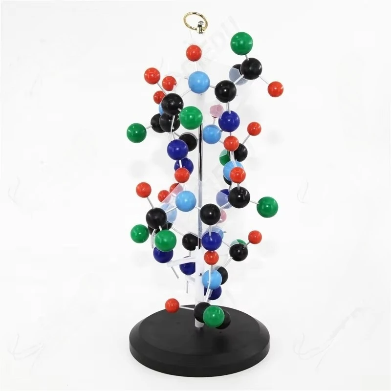 

Medical Demonstration DNA Model Human Protein DNA Structure Model DNA PVC Model