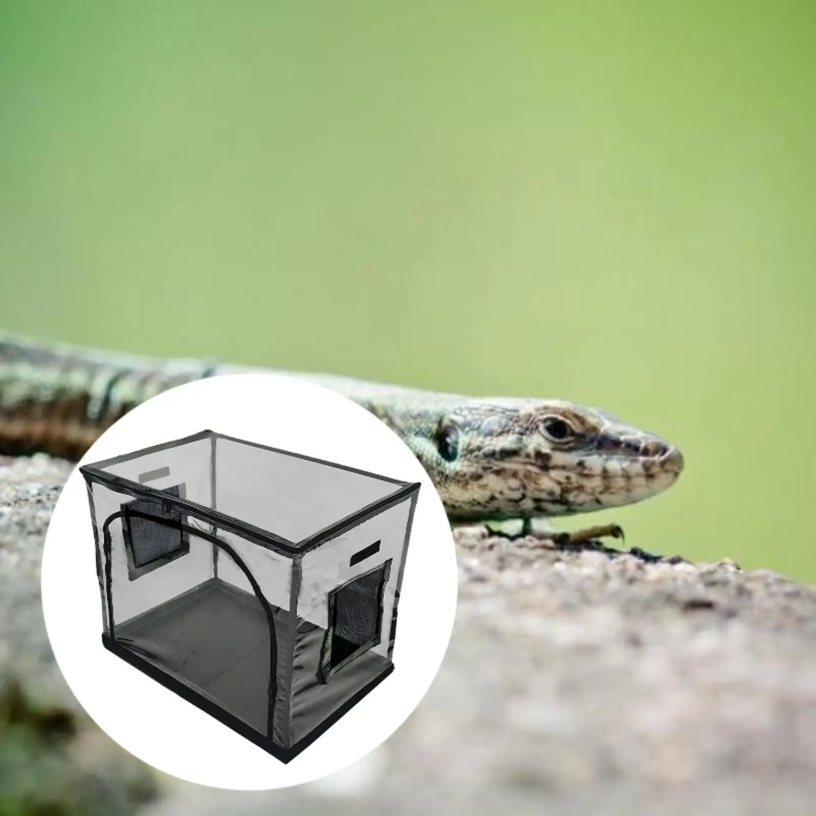 

Reptile Feeding Box Mesh Cage Transport Container for Outdoor Lawn Lizard