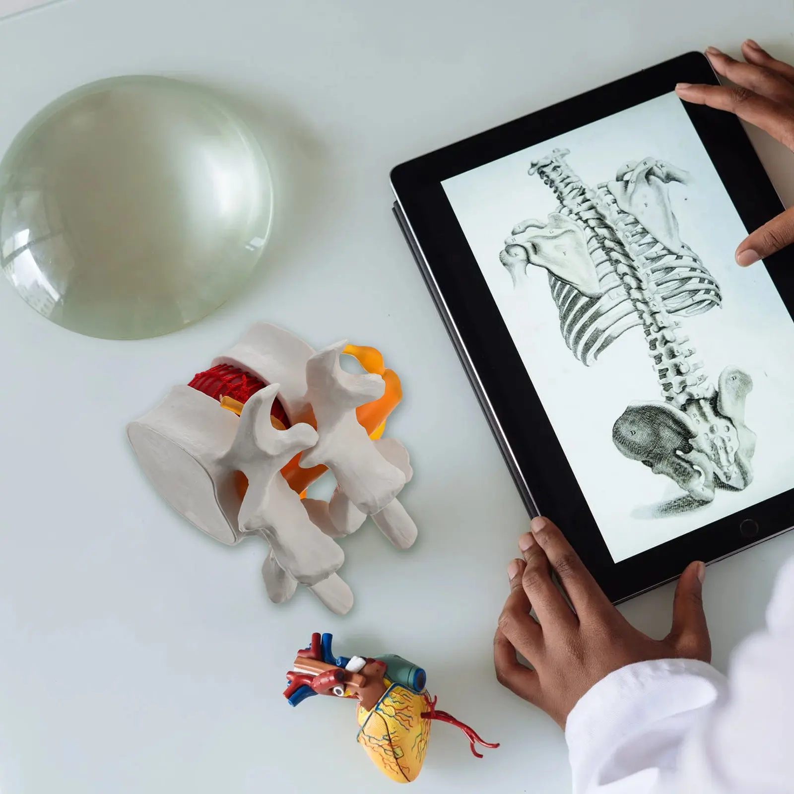 

1Pcs Human Spine Lumbar Disc Herniation Presentation Durable PVC Anatomy Teaching Display for Doctor Nurse Student Practice