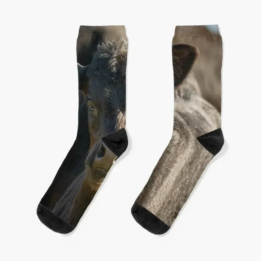 

Beautiful Young Black Bull Socks christmas stocking summer set funny sock Socks Female Men's