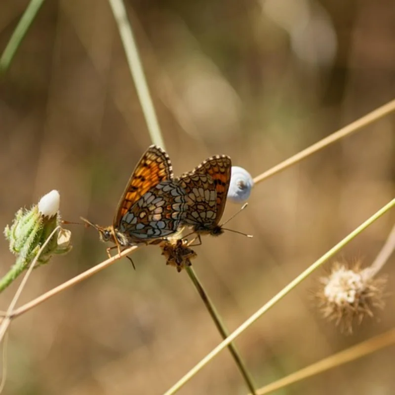 

Front And Rear Metal Shock Absorbers ARRMA1/7 LIMITLESS INFRACTION FELONY F1 Cross Boundary Firebird