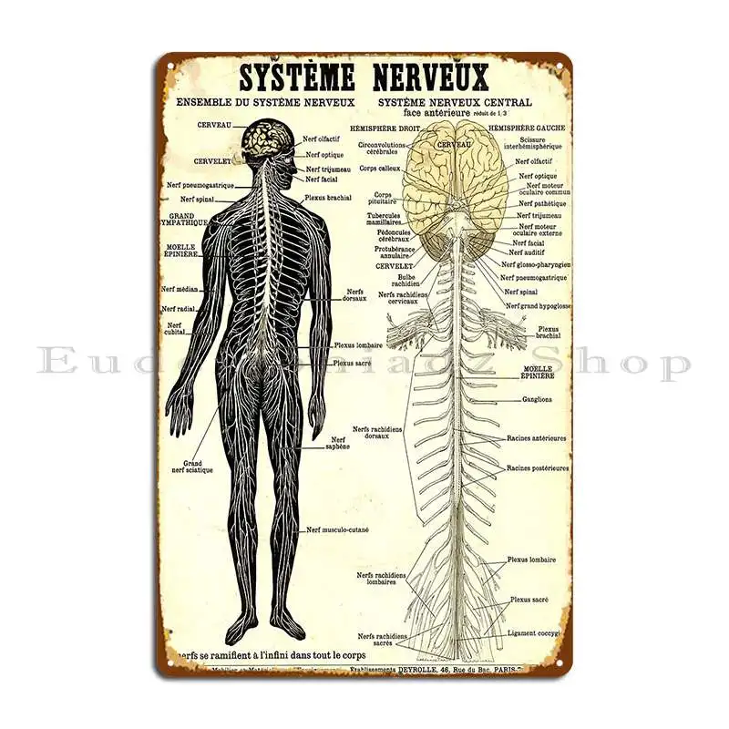 Vintage Poster Of The Nervous System Metal Plaque Poster Wall Custom Cinema Retro Printing Plaques Tin Sign Poster