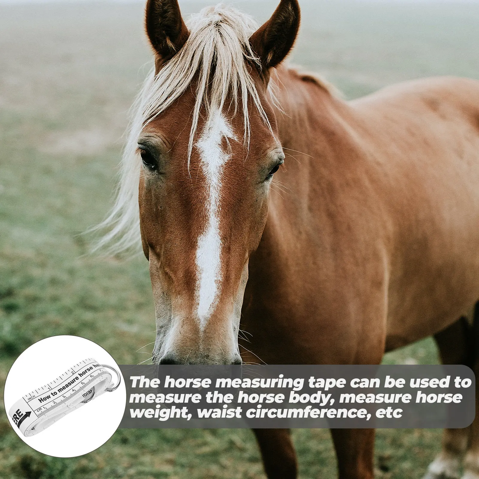 

Horse Measuring Tape Professional Portable Flexible Weight Measure Tool for Horse Livestock Body Height Bust Circumference