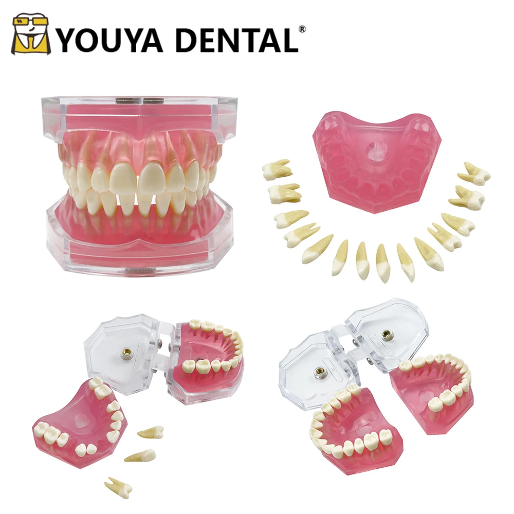 Dental Standard Typodont Model Soft Gum With 28 Removable Teeth Adult Practice Model For Dentist Teaching Study