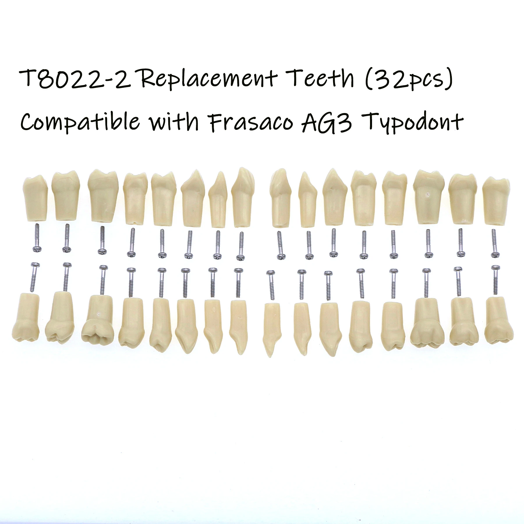 Thumbnail 2 - #26 Best Dental Teaching Models to Buy In 2026
