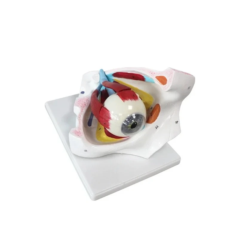 N023 Ophthaltic Medical Teaching Educational Model Anatomical Human Eye Ball Model