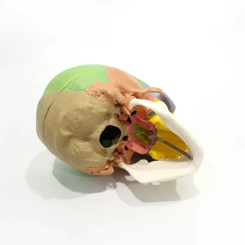 3-Part Colored Human Skull Anatomical Model, PVC Plastic Skeleton Model for Medical Teaching School Use