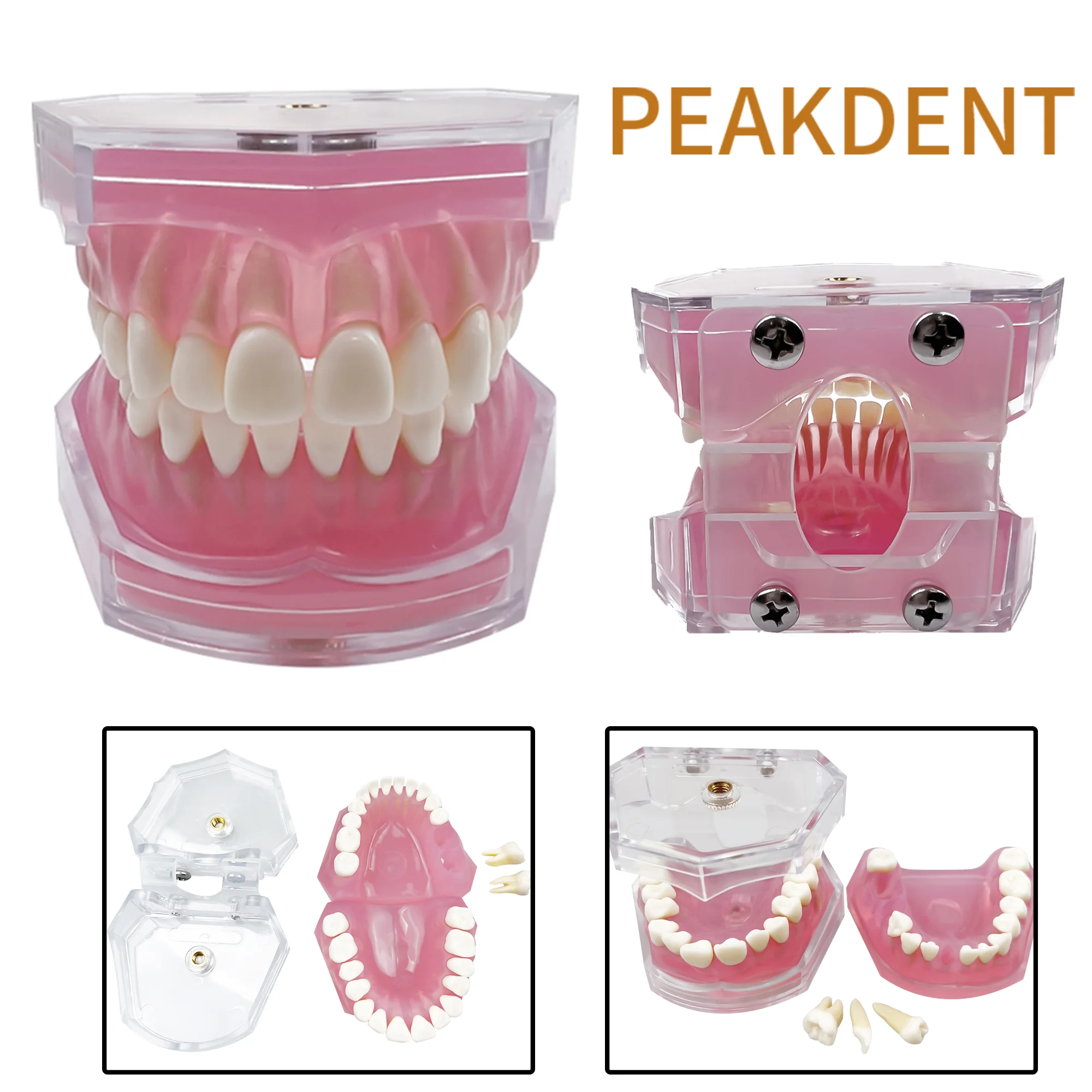 

Dental Standard Typodont Model Soft Gum With 28 Removable Teeth Adult for Study Demo Teaching Medical Students Research